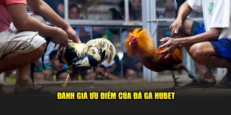 Ưu điểm của đá gà hubet