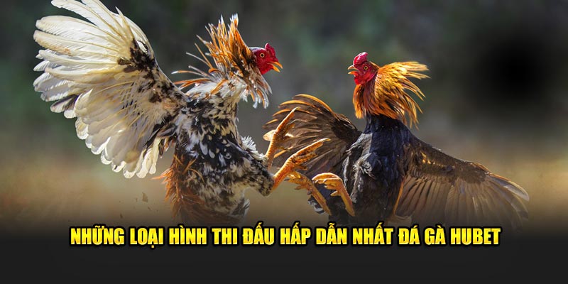 Các loại hình thi đấu tại đá gà hubet
